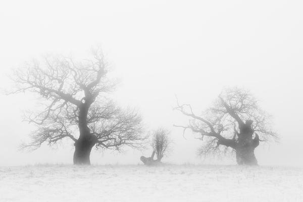 Fog Tree Family (2) - Chrissie Hart