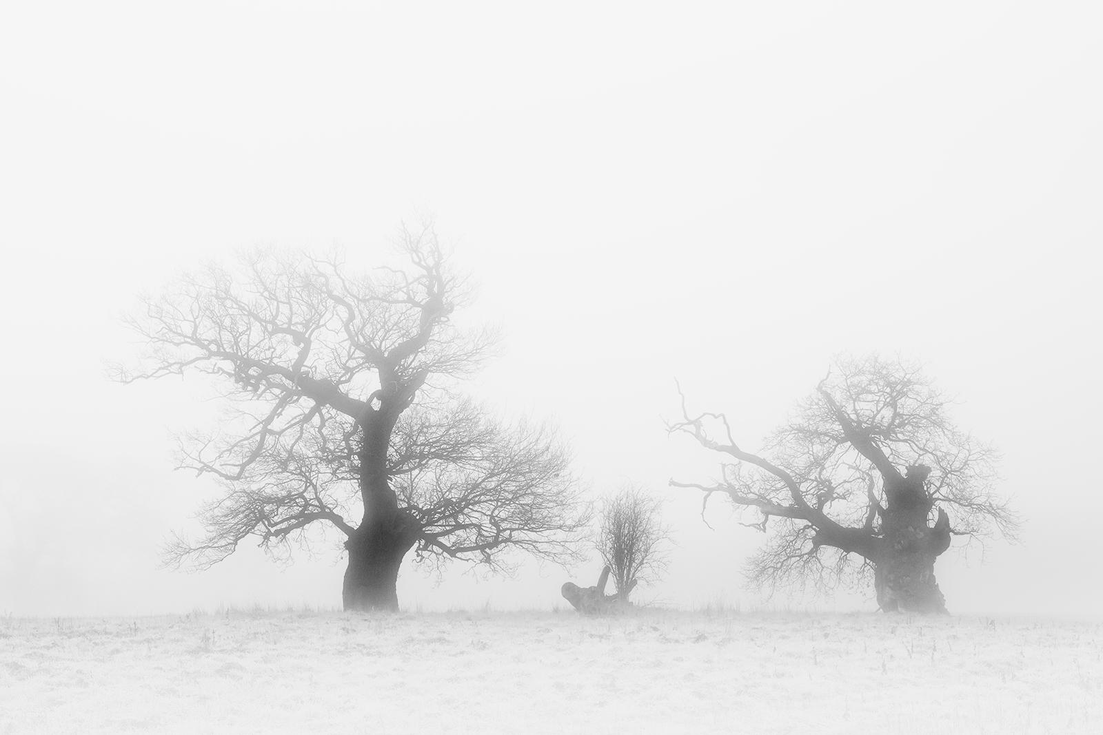 Fog Tree Family (2) - Chrissie Hart