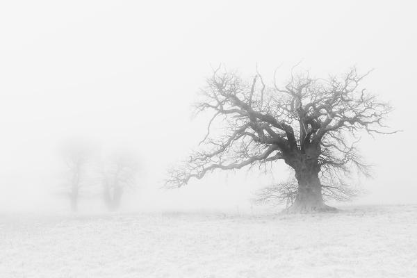 Fog Tree Family (3) - Chrissie Hart