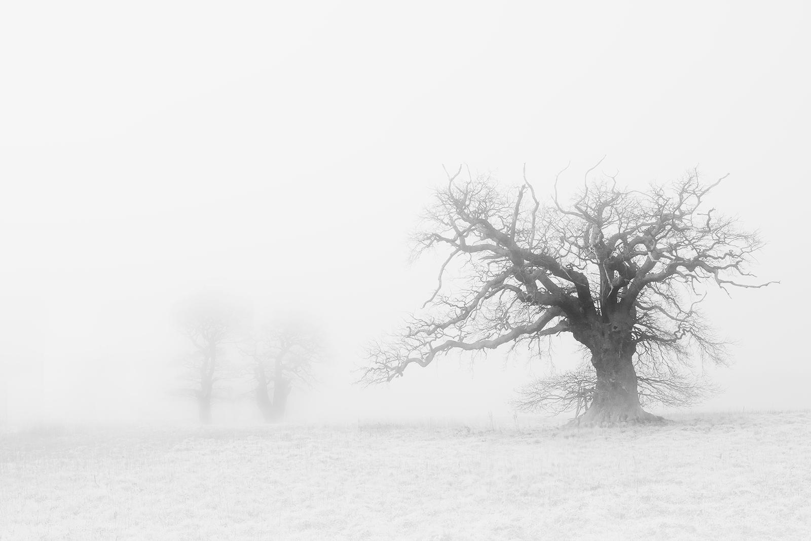 Fog Tree Family (3) - Chrissie Hart