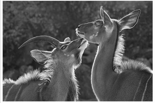 Greater Kudu Pair (2) - Colin Brett