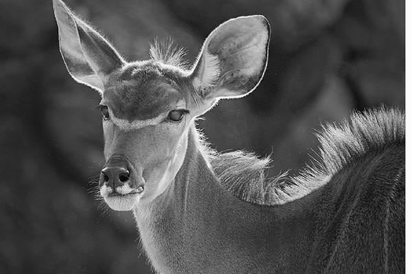 Greater Kudu Pair (3) - Colin Brett