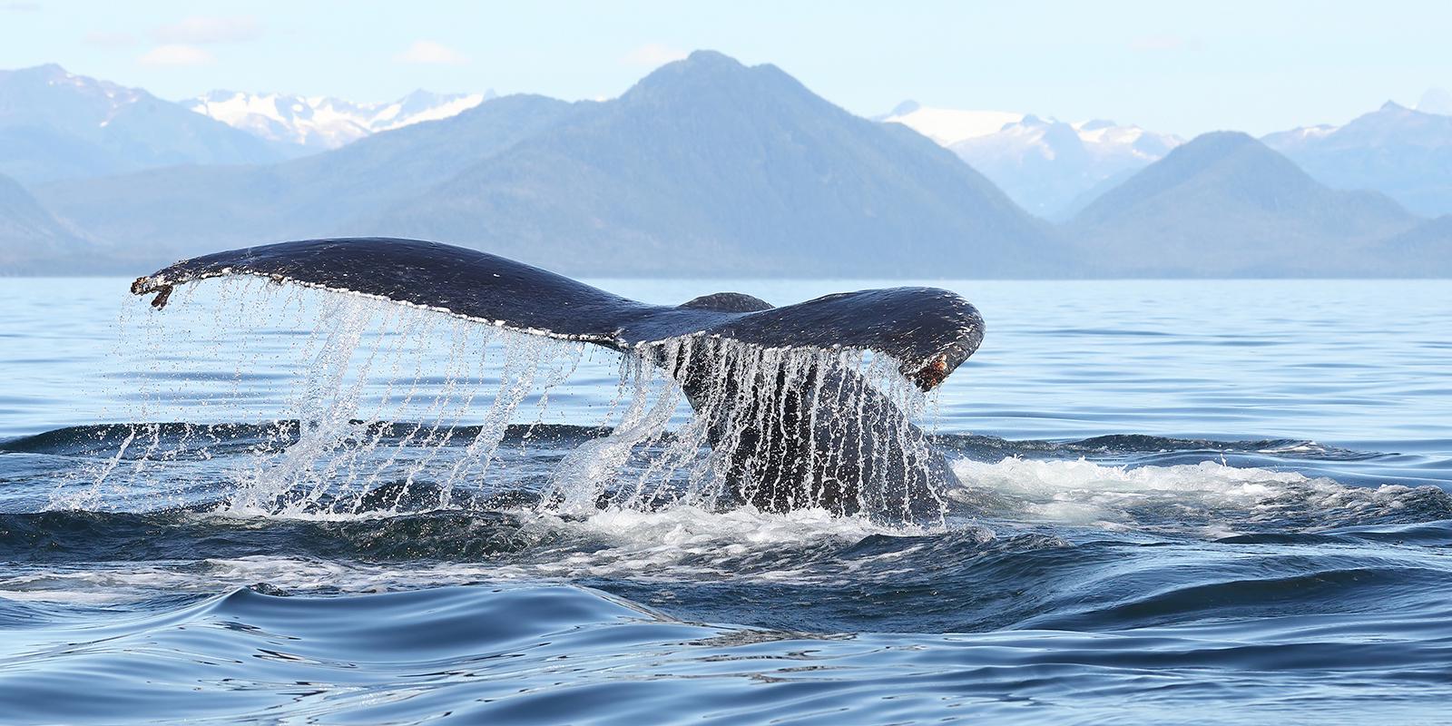 Humpback Whale Behaviour (1) - Derek Howes