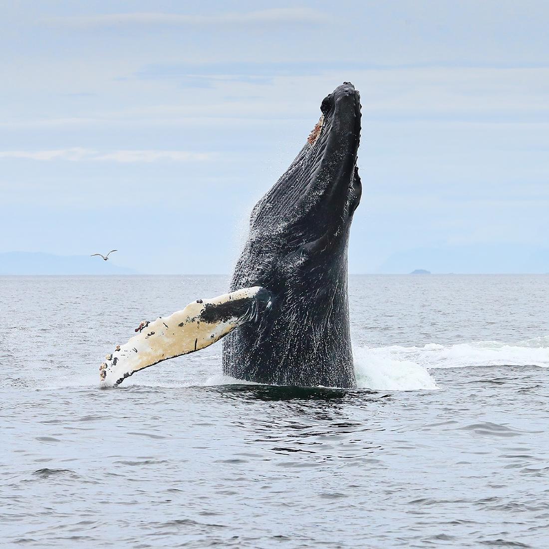Humpback Whale Behaviour (2) - Derek Howes