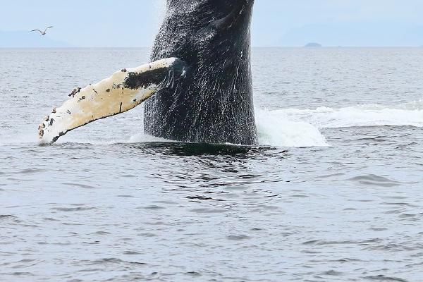 Humpback Whale Behaviour (2) - Derek Howes
