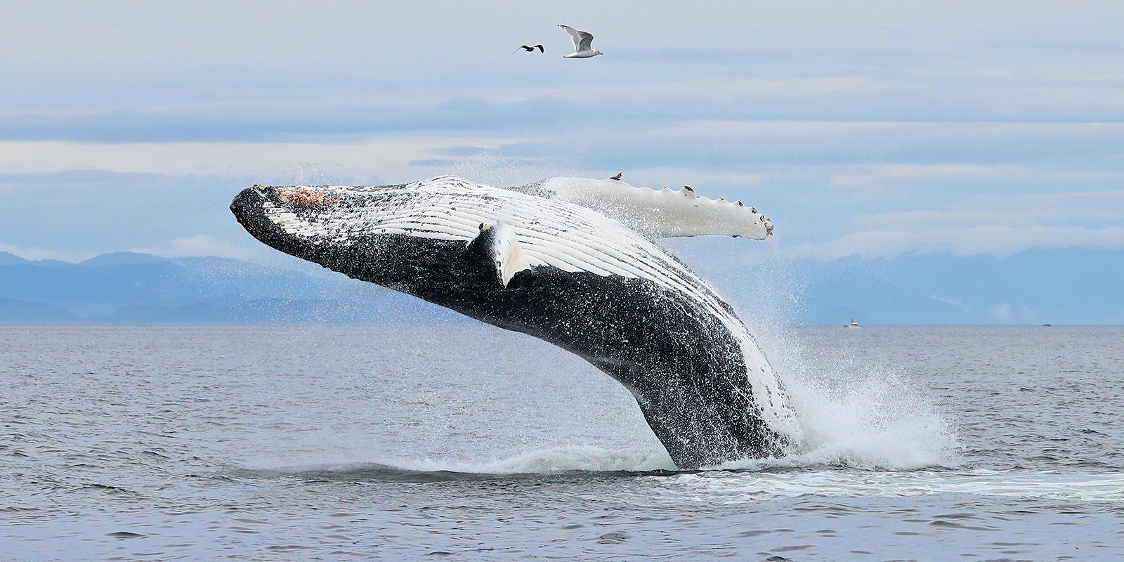 Humpback Whale Behaviour (3) - Derek Howes