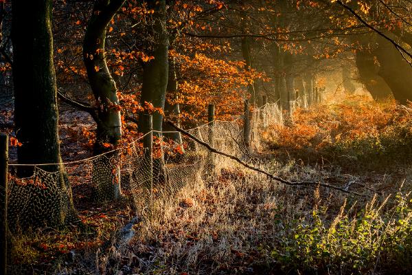 Late November Pods Wood (1) - Kate Jackson