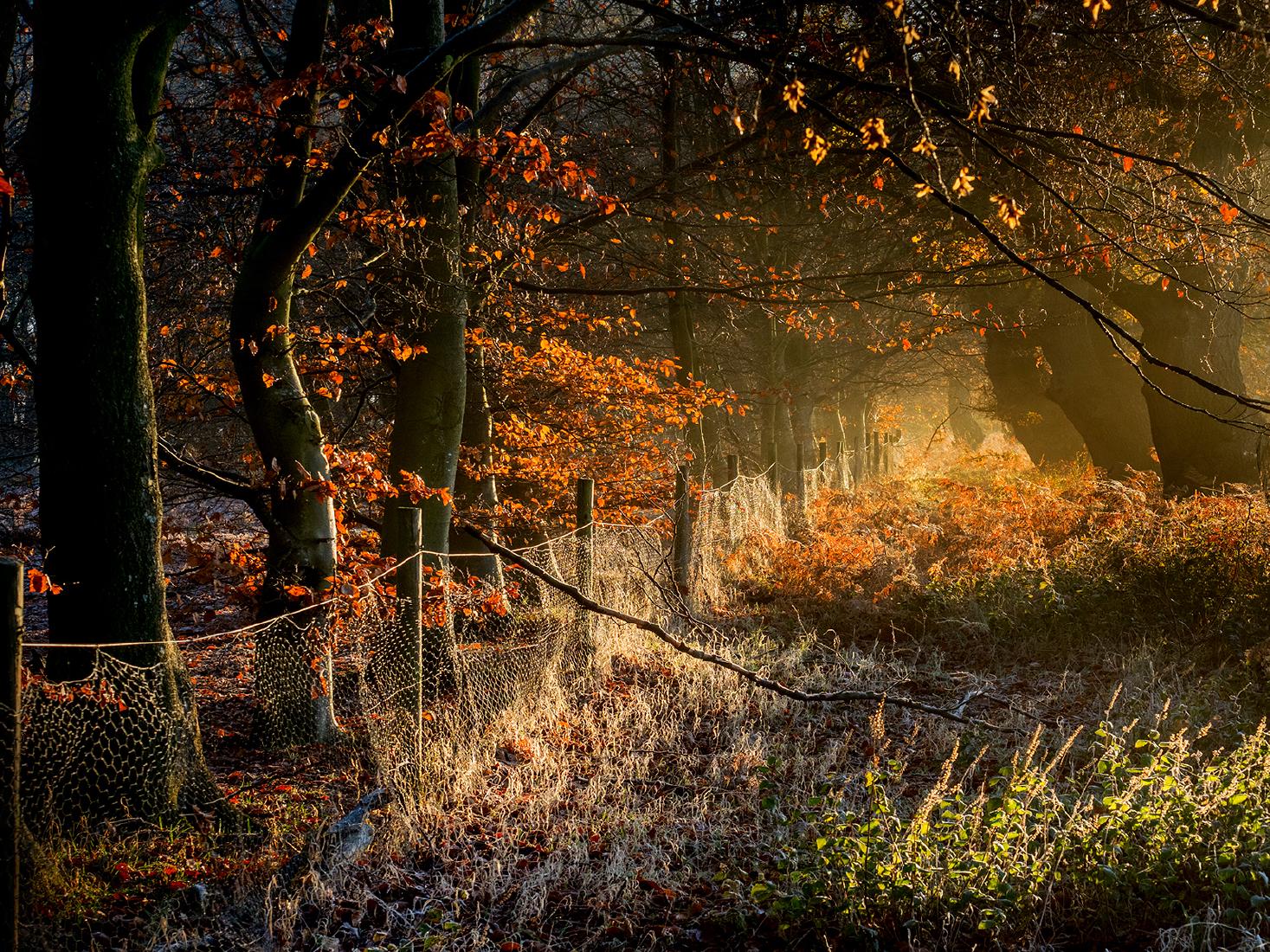 Late November Pods Wood (1) - Kate Jackson