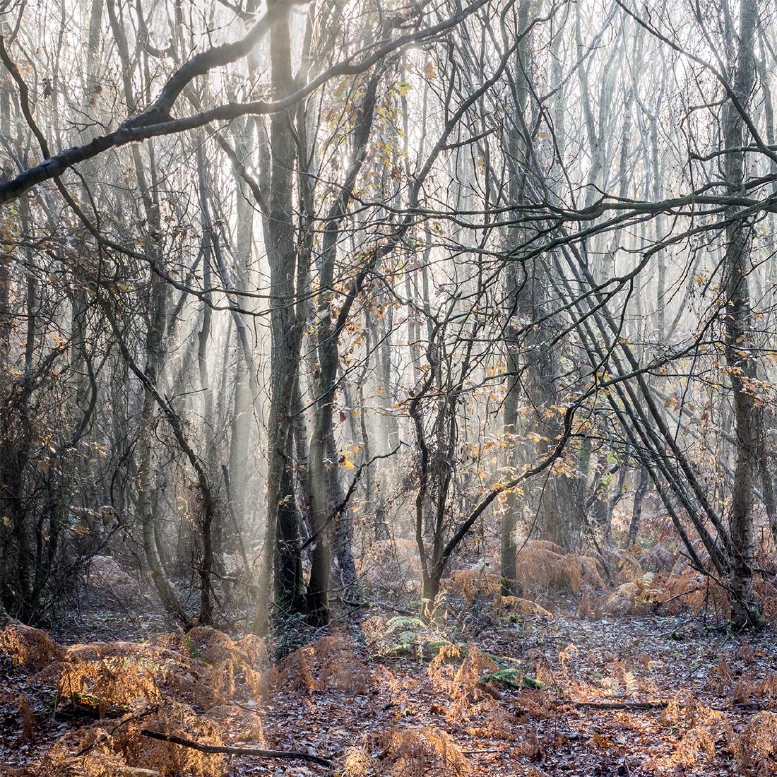 Late November Pods Wood (2) - Kate Jackson
