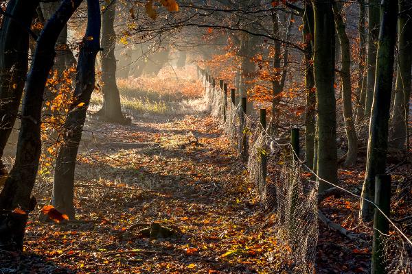 Late November Pods Wood (3) - Kate Jackson