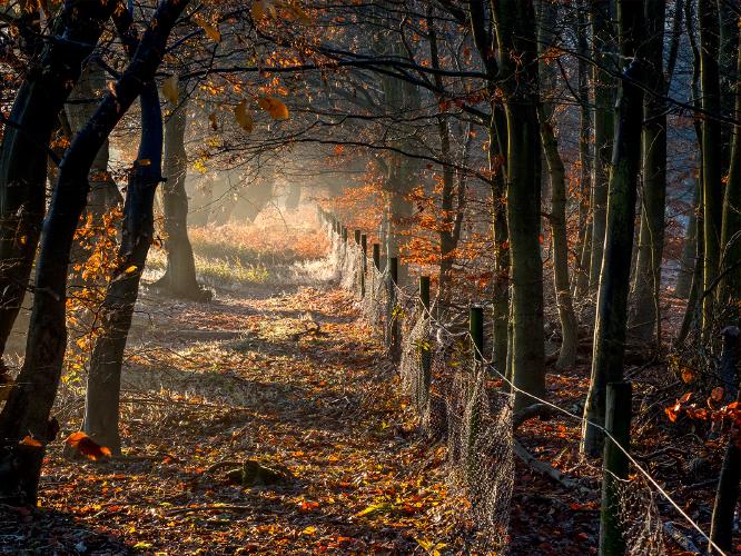 Late November Pods Wood (3) - Kate Jackson