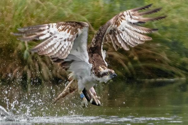 Osprey making off with a fish (1) - Marny Macdonald