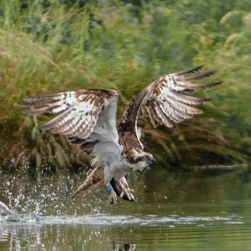 Osprey making off with a fish (1) - Marny Macdonald