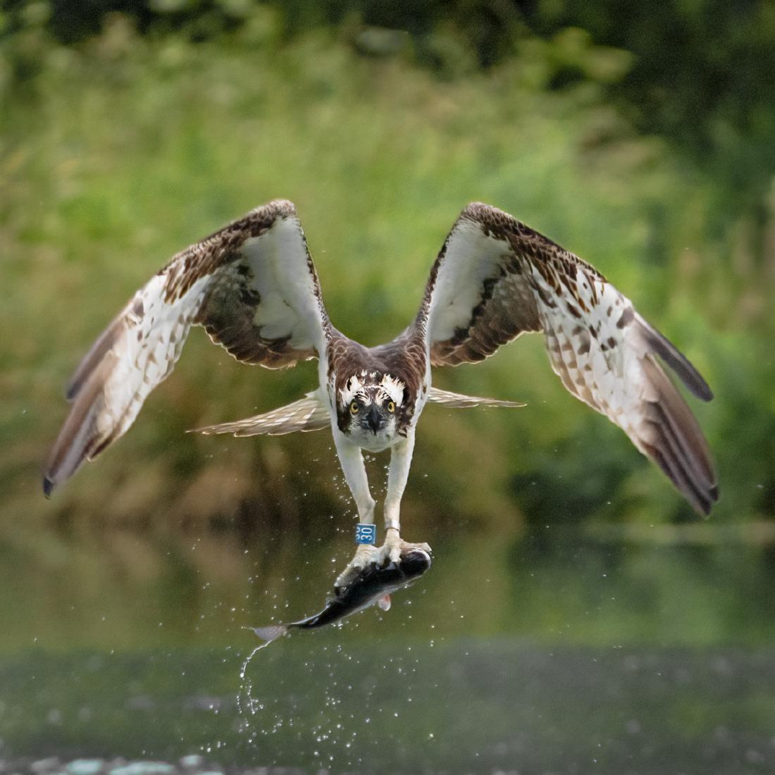 Osprey making off with a fish (2) - Marny Macdonald