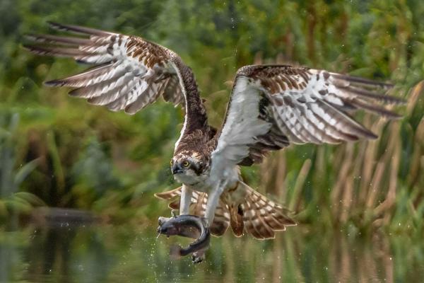 Osprey making off with a fish (3) - Marny Macdonald