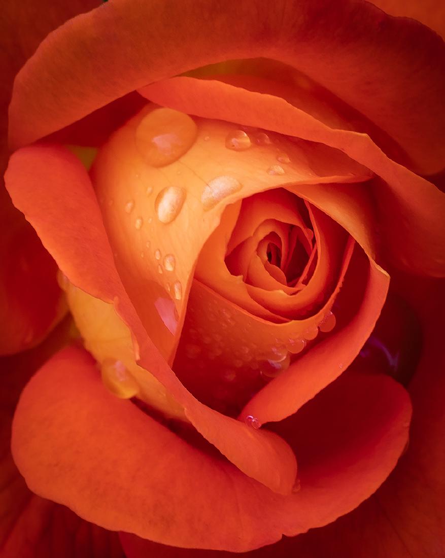 Red Orange And Yellow (2) - Jeff Scott