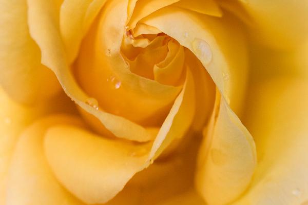 Red Orange And Yellow (3) - Jeff Scott