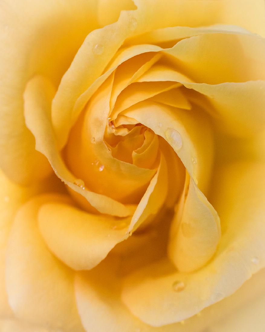 Red Orange And Yellow (3) - Jeff Scott