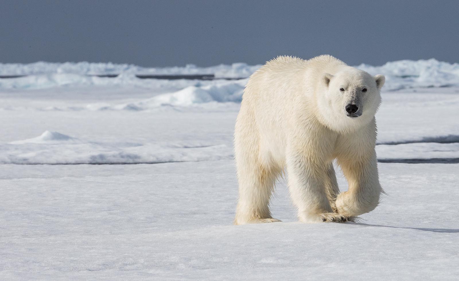 Svarlbard Polar Bear (3) - Robert Macdonald