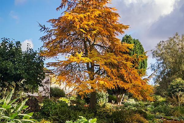 Autumn Beth Chatto - Jennifer Brett