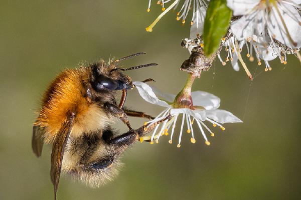 Carder Bumble Bee visiting Prunus blossom - Ben Heather