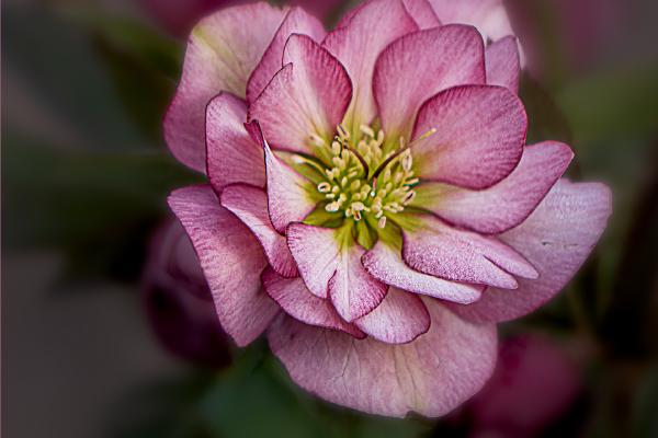 Double Hellebore Beth Chatto - Jennifer Brett