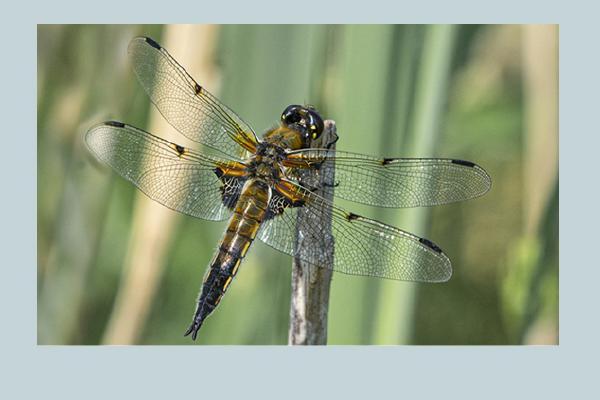 Essex Dragonflies - Robert Farrow