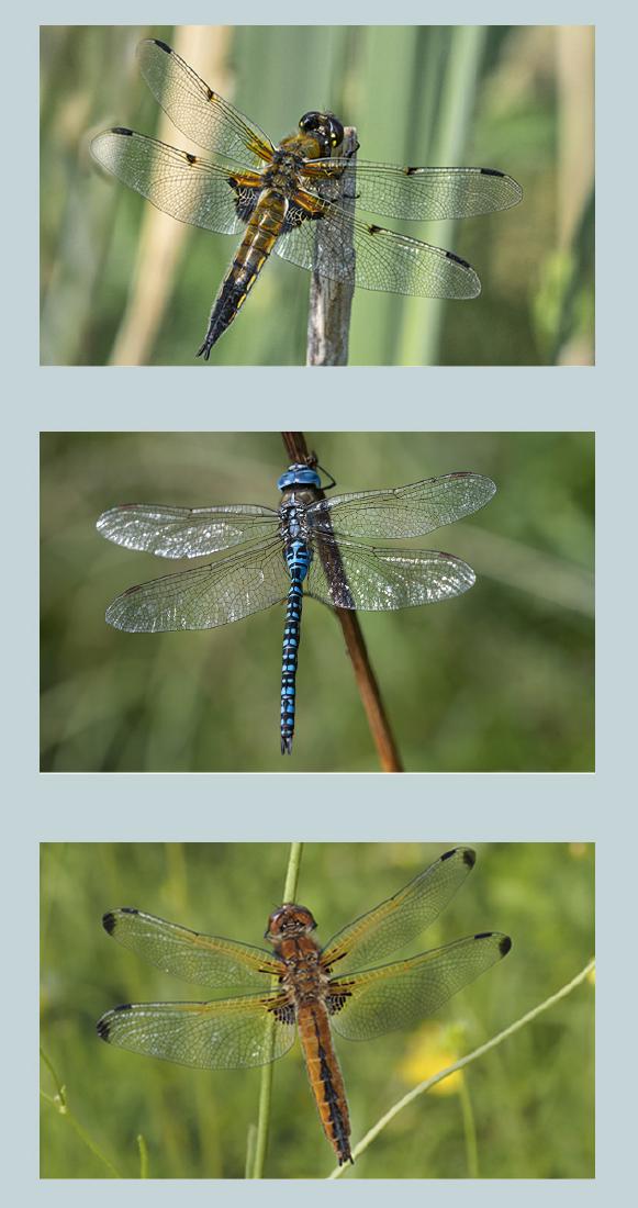 Essex Dragonflies - Robert Farrow