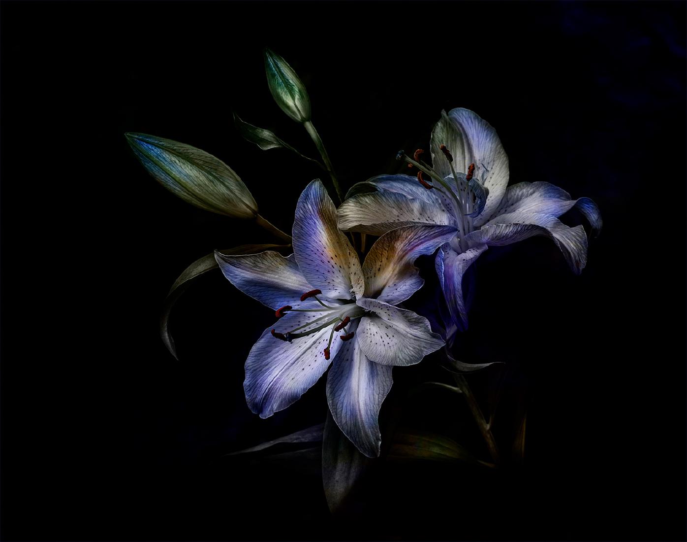 Essex Lilies - Chrissie Alexander