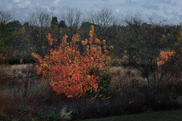 Flaming Autumn - Nesta James