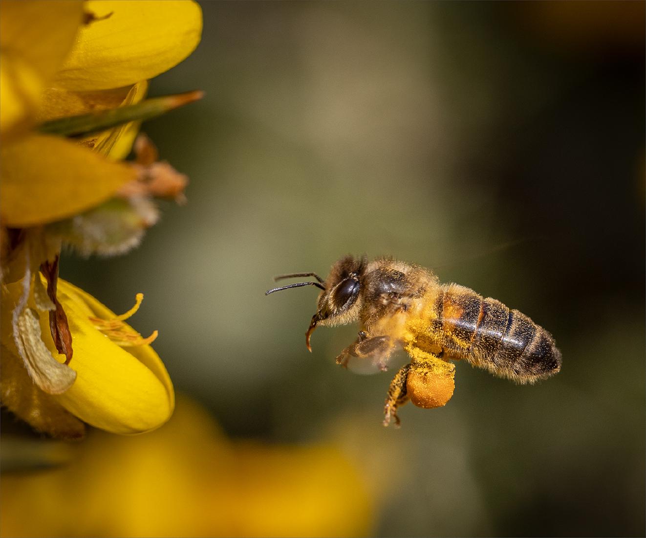 Flying Honey Bee extending it's proboscis - Ben Heather