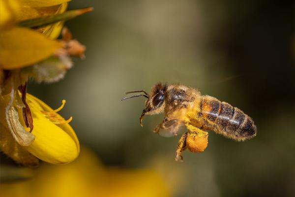 Flying Honey Bee extending it's proboscis - Ben Heather