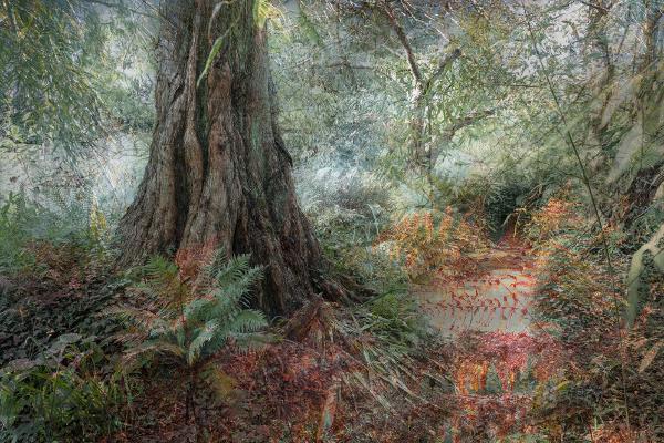 Mysterious Wood - Chrissie Alexander