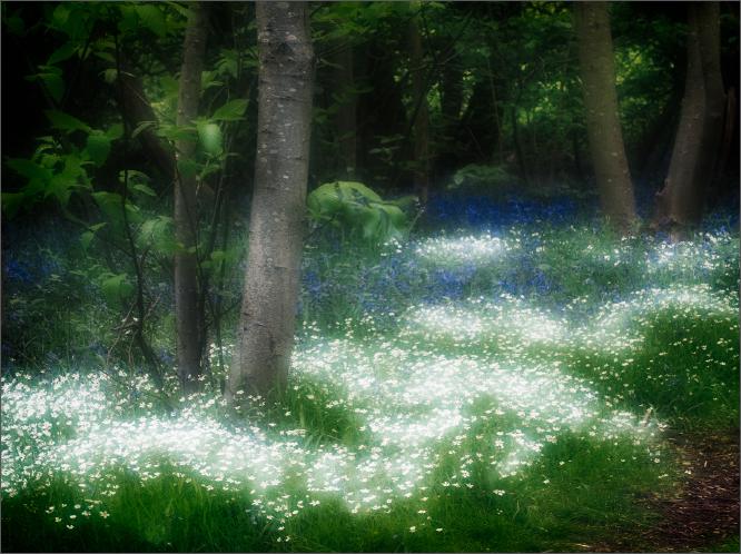 Natures Carpet - Roy Essery