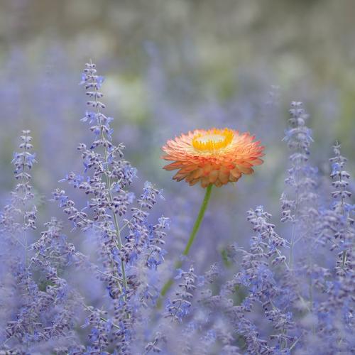 Orange and Purple at Hyde Hall - Kate Jackson