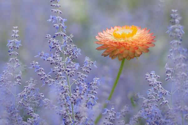 Orange and Purple at Hyde Hall - Kate Jackson
