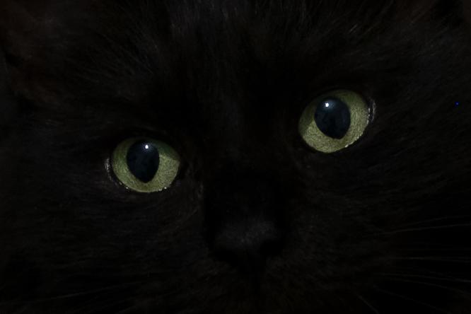 Our Cat - Wendy Leech