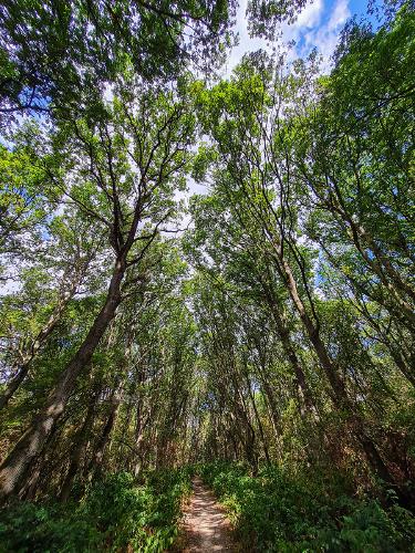 Reach for the Sky - Jan Cross