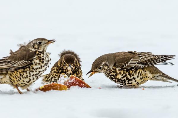 Song Thrushes feeding in the snow - Robert Macdonald
