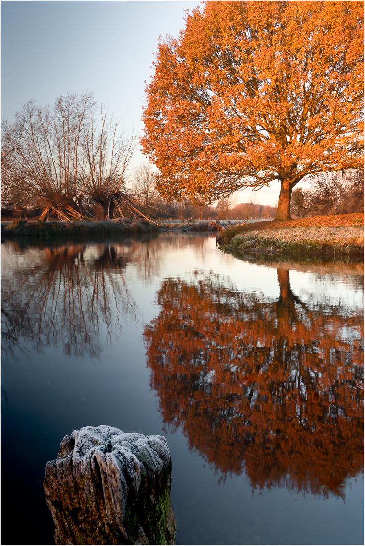 The Mighty Beech - Ian Carter