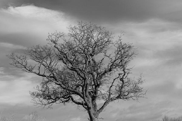 Tree on Mersea Beach - Alison Pangbourne