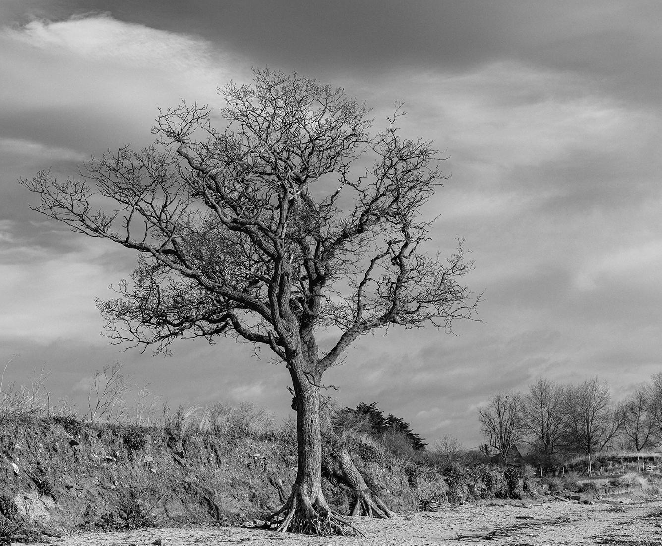 Tree on Mersea Beach - Alison Pangbourne