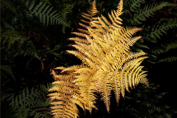 Golden Bracken - Jennifer Brett