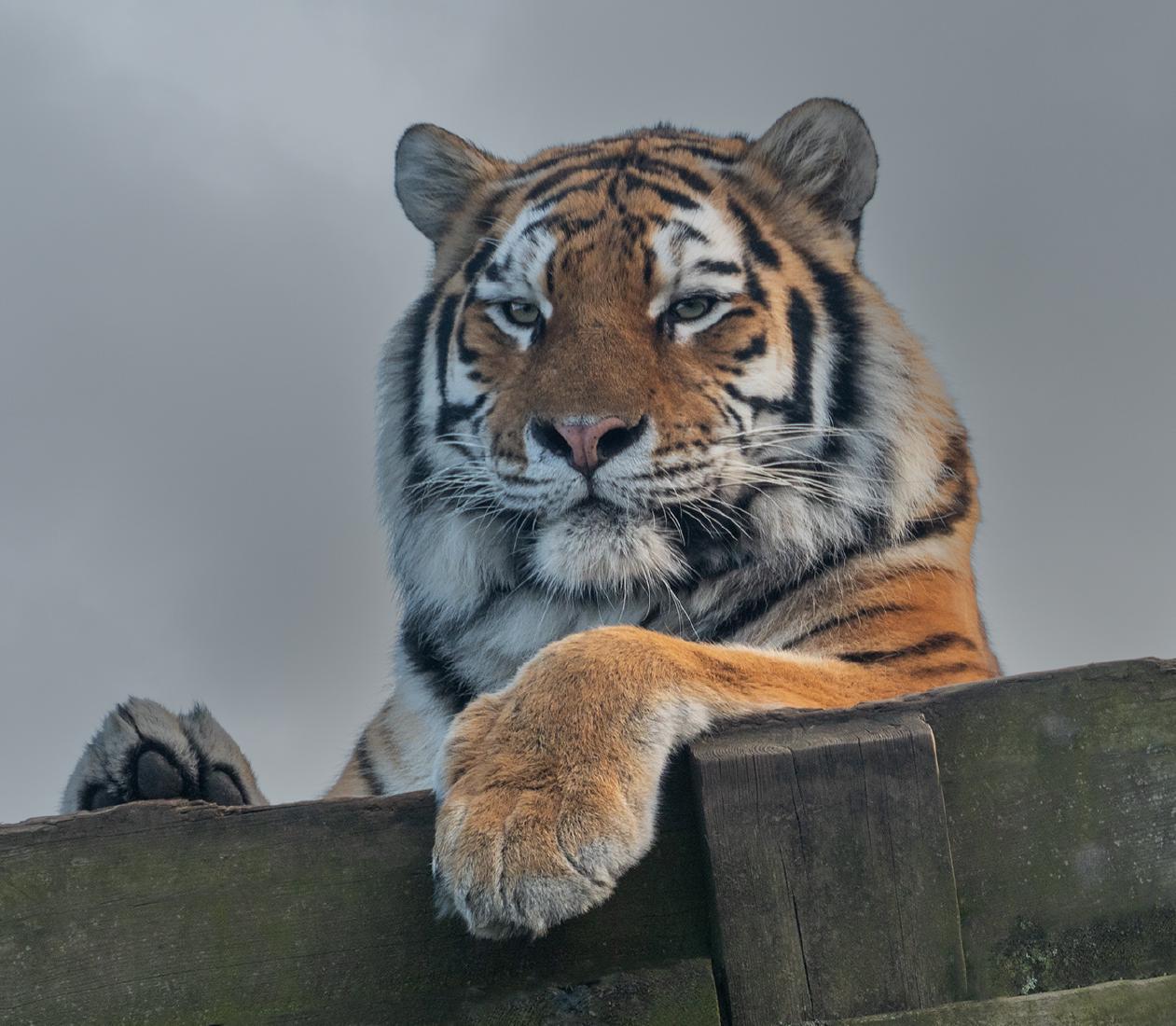 Keeping Watch - Nesta James