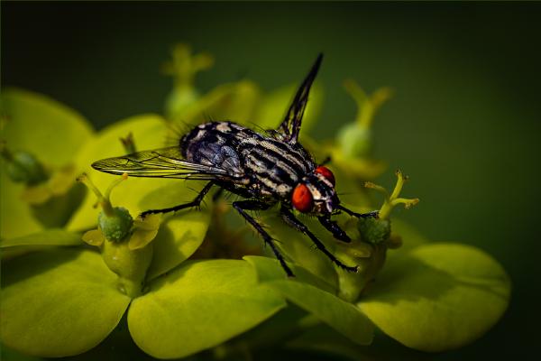 Nectaring Fly - Bola Oshisanwo