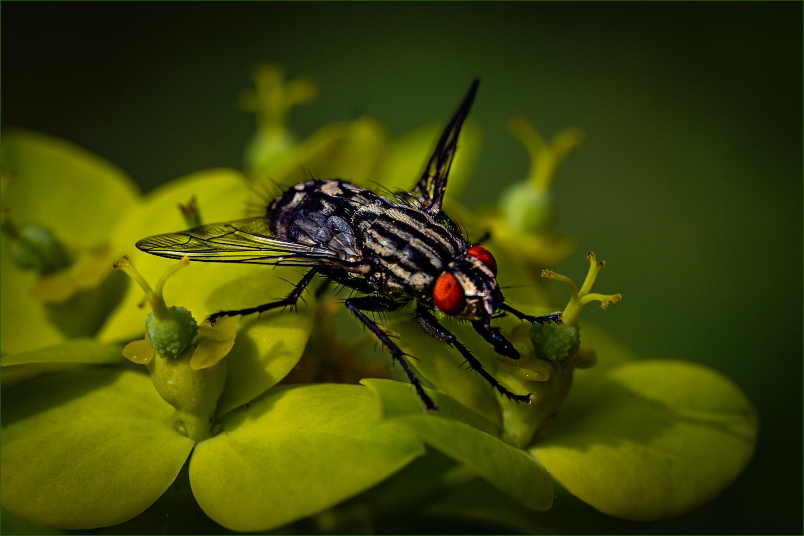 Nectaring Fly - Bola Oshisanwo