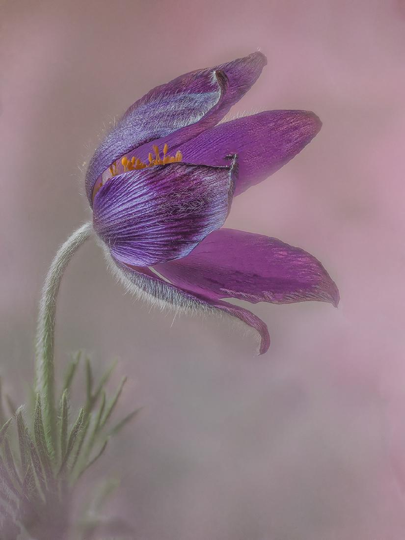 Pasque Flower - Mary Battye