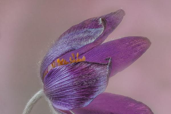 Pasque Flower - Mary Battye