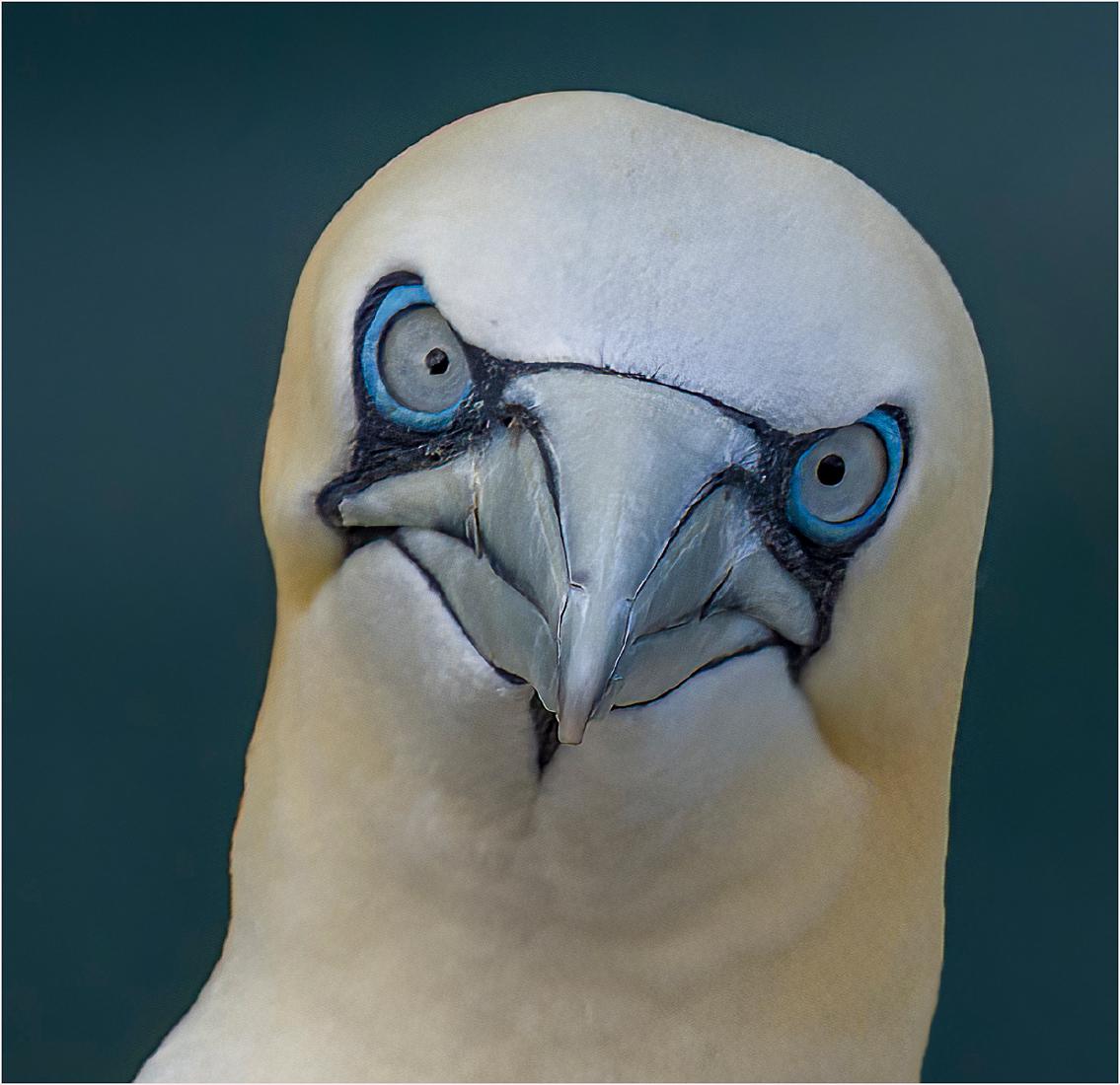 Portrait of a Gannet - Jan Cross