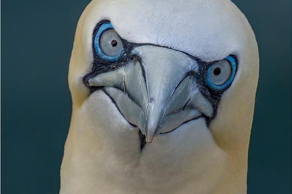 Portrait of a Gannet - Jan Cross